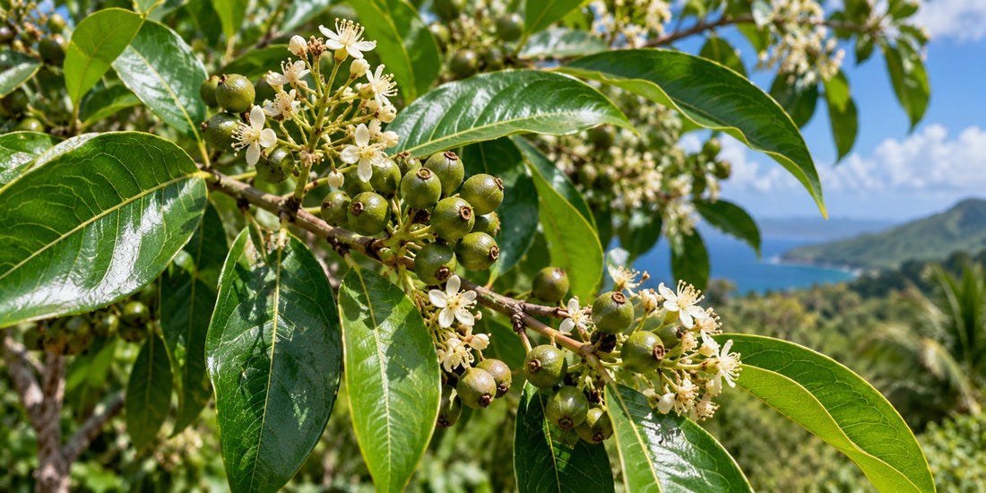 Pimenta dioica allspice branch with glossy leaves, white flowers and green unripe fruits