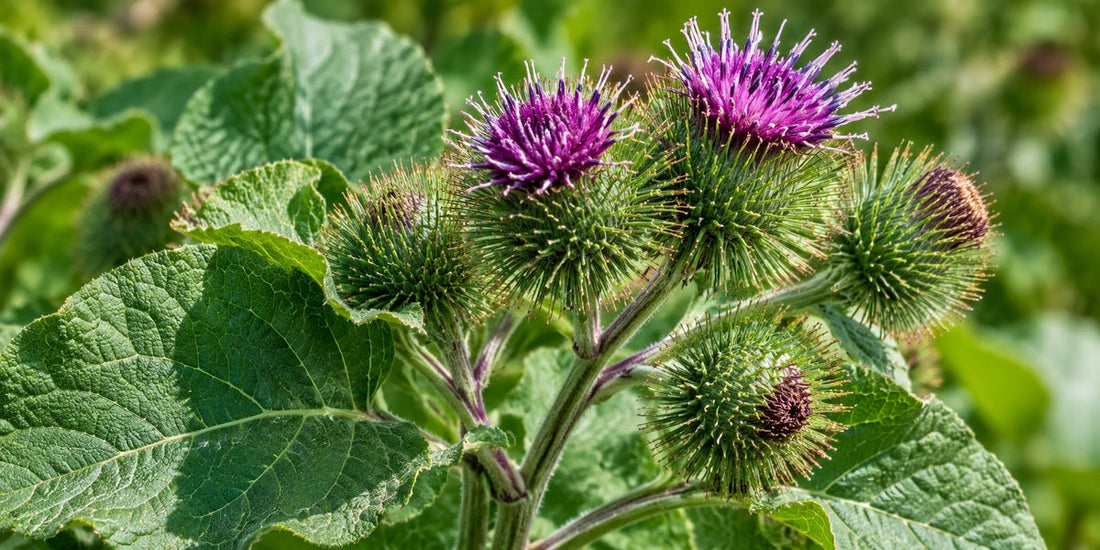 Original full-color botanical visualization of Burdock Arctium lappa purple flower heads and hooked green burs