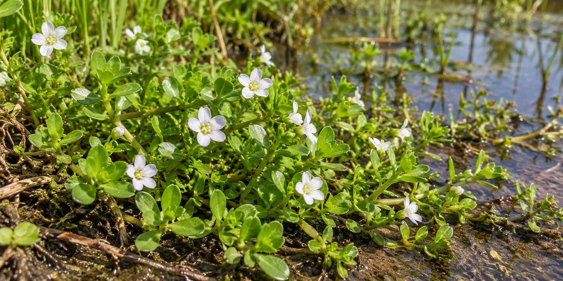 Bacopa / Brahmi (Bacopa monnieri) growing in a wetland setting