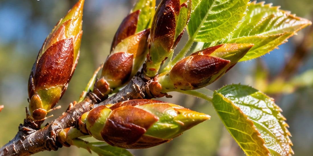 Original botanical image of resinous balsam poplar (Populus balsamifera) buds and emerging spring leaves
