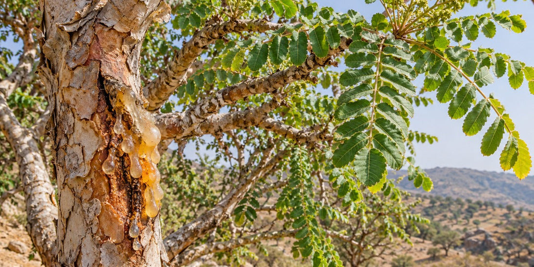 Boswellia serrata Indian frankincense original botanical visualization: serrated pinnate leaves, peeling bark and golden resin
