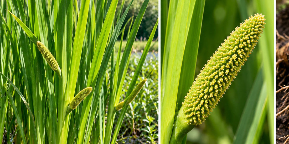 Original Roosters Peacock botanical visualization of Acorus calamus, distinctive green lateral spadix, not cattail