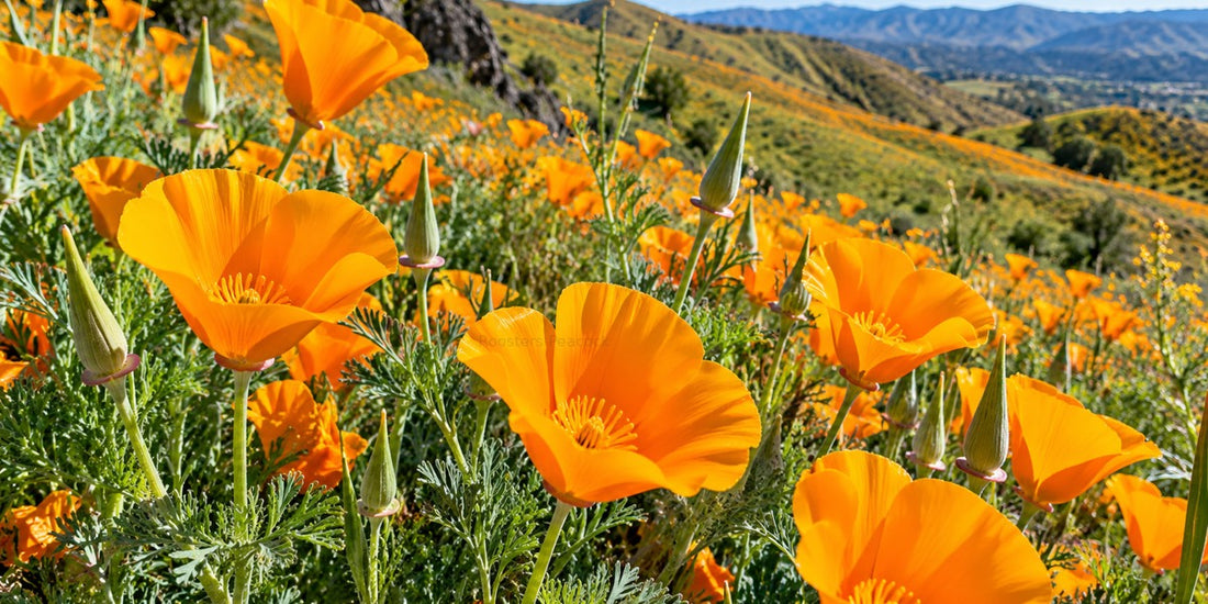 Original Roosters Peacock botanical visualization of California poppy flowers with four orange petals and blue-green foliage