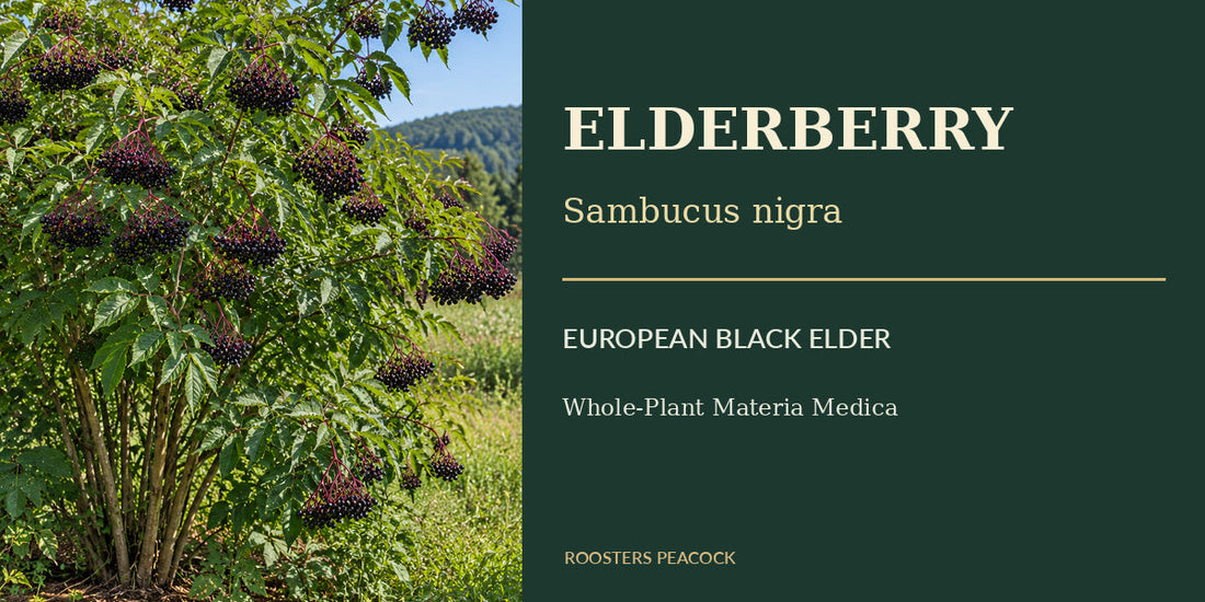Original Roosters Peacock botanical visualization of the European elderberry Sambucus nigra mature fruiting shrub and pinnate serrated leaves