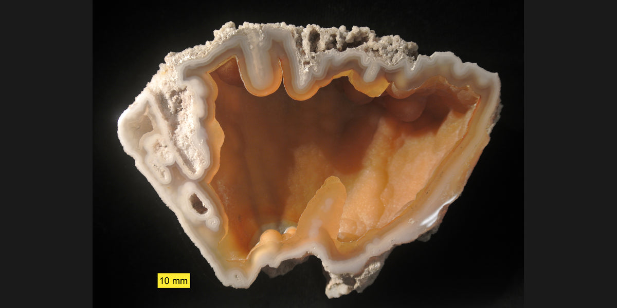 Agatized fossil coral from Florida; photo by Wilson44691, CC0 — Roosters Peacock crystal guide
