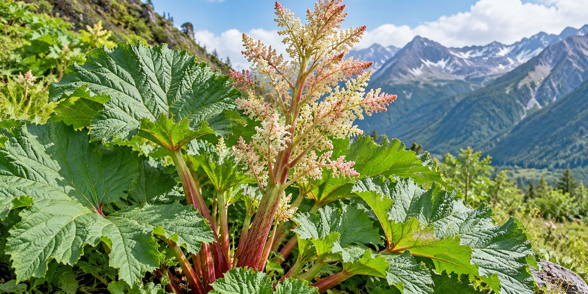 Original botanical visualization of Rheum palmatum Chinese rhubarb, large lobed leaves and branched flower clusters in bright mountain meadow