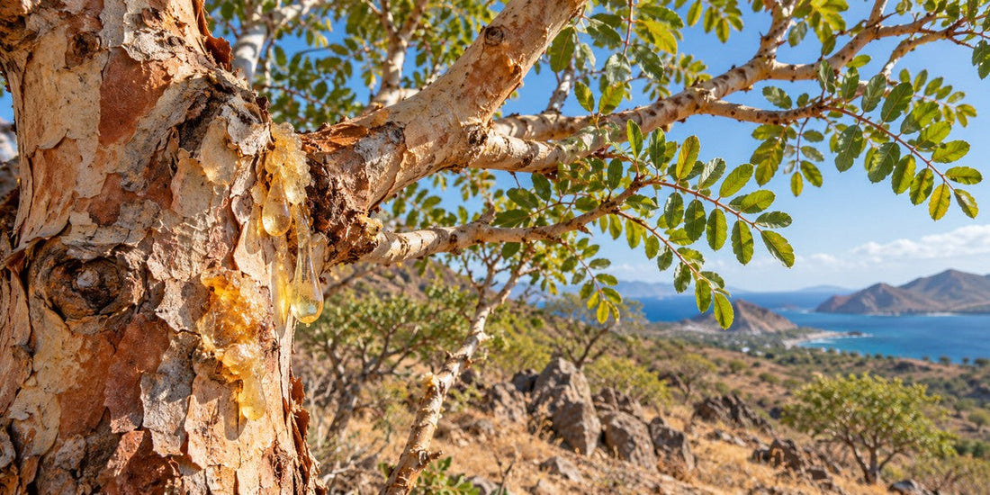 Original botanical visualization of Bursera species copal resin-producing tree, peeling bark and golden resin, sunlit dry tropical setting