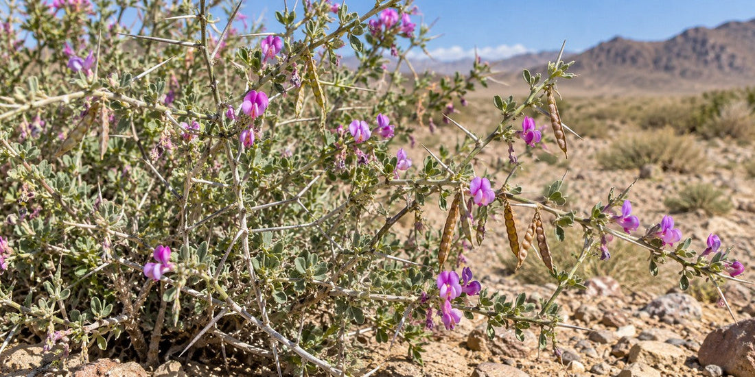 Original botanical visualization of Alhagi maurorum Camelthorn, thorny desert shrub with purple pea flowers and segmented pods