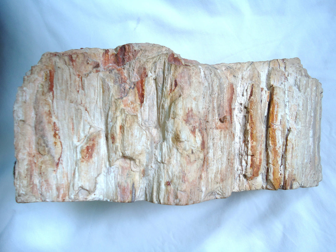 Natural petrified wood specimen; Mauro Cateb, CC BY-SA 3.0 — Roosters Peacock crystal guide