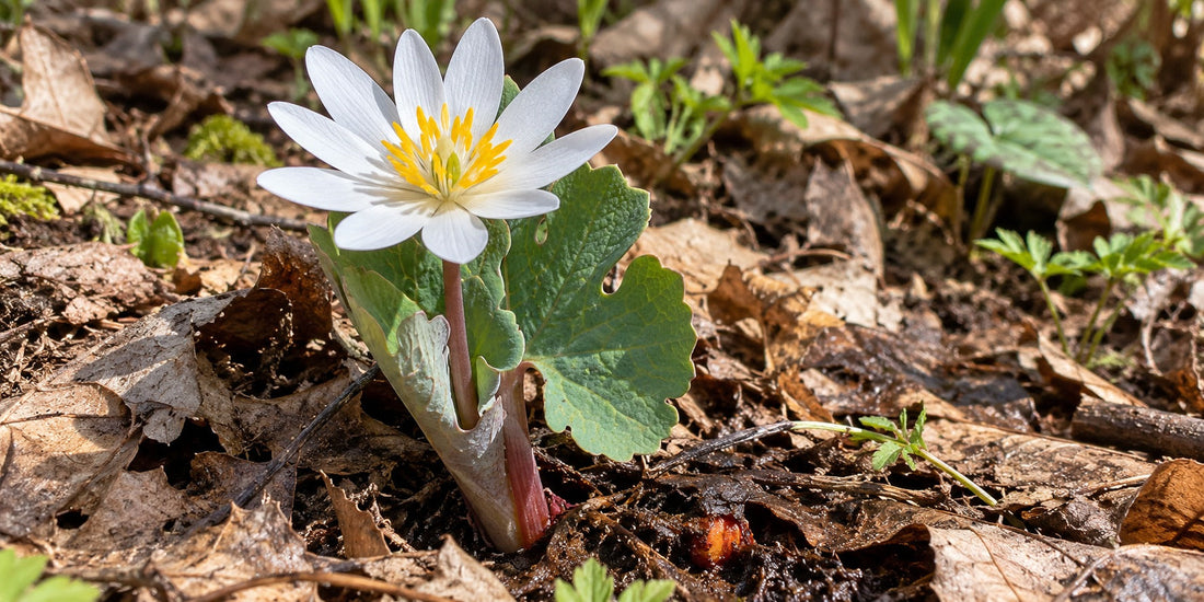 Original AI botanical illustration of Sanguinaria canadensis white flower, yellow stamens, lobed clasping leaf in a woodland setting