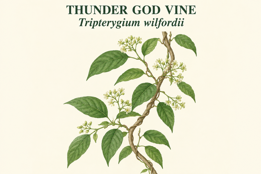 Illustrated thunder god vine with the labels Thunder God Vine and Tripterygium wilfordii at the top; not a field identification photograph