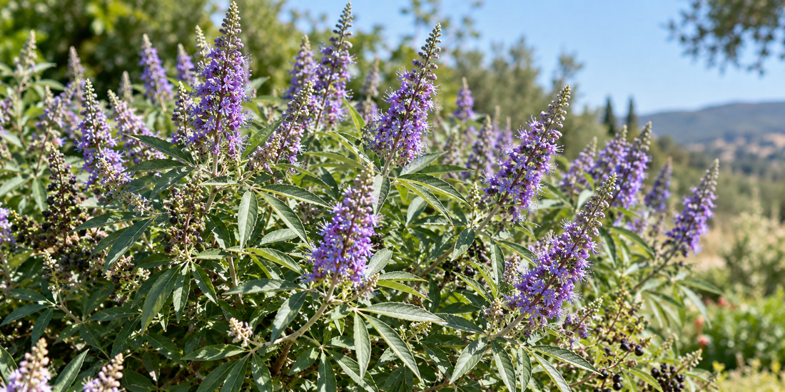 Vitex agnus-castus chaste tree with palmate leaves, violet flower spikes and dark fruits