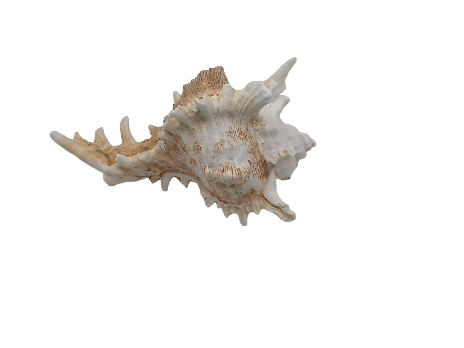 Frilly Ramose Murex Seashell (Chicoreus ramosus) – Elaborate Recurved Spines, Peachish Rosy Interior