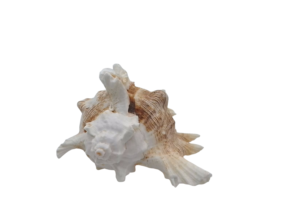 Frilly Ramose Murex Seashell (Chicoreus ramosus) – Elaborate Recurved Spines, Peachish Rosy Interior