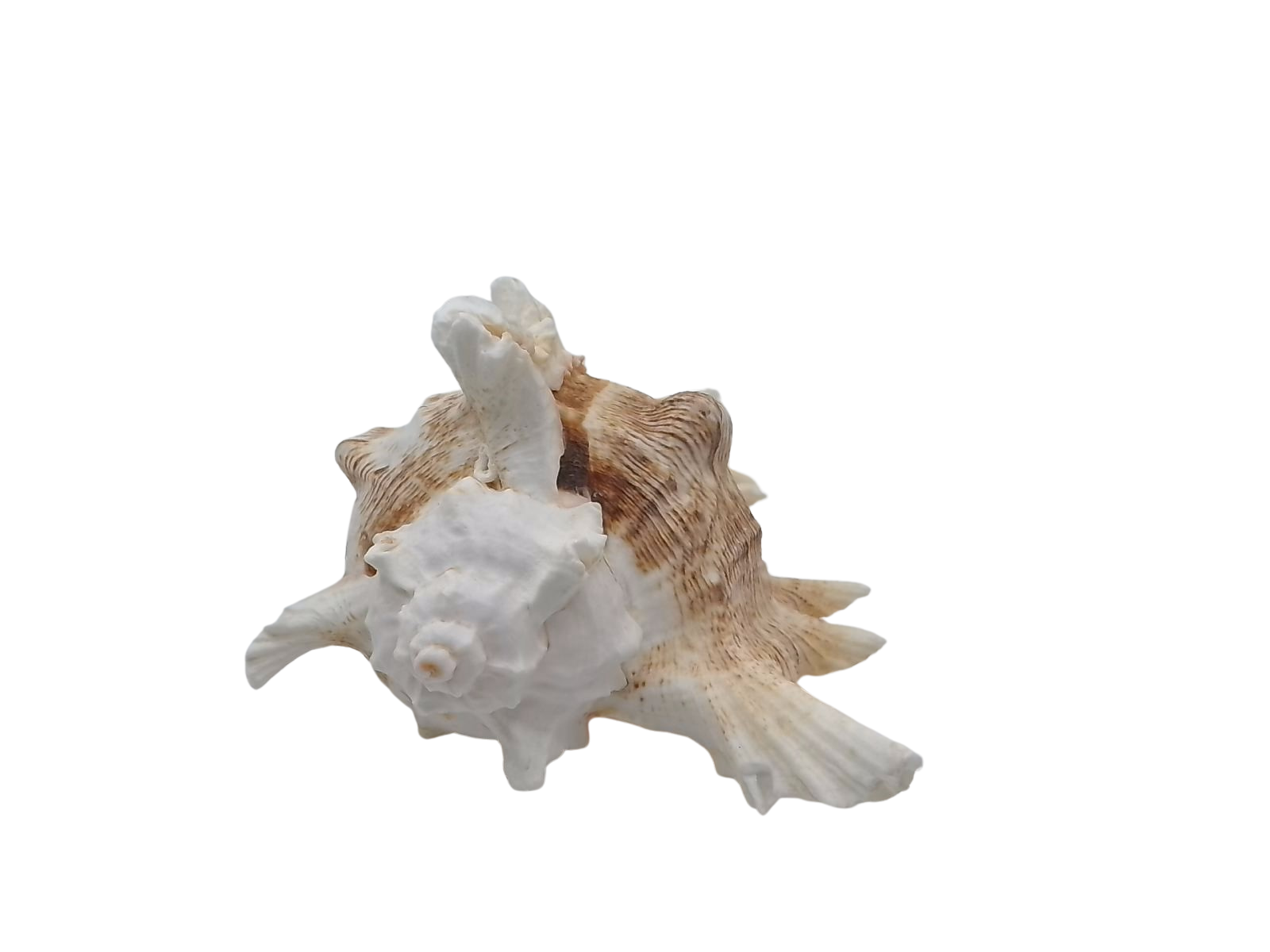 Frilly Ramose Murex Seashell (Chicoreus ramosus) – Elaborate Recurved Spines, Peachish Rosy Interior