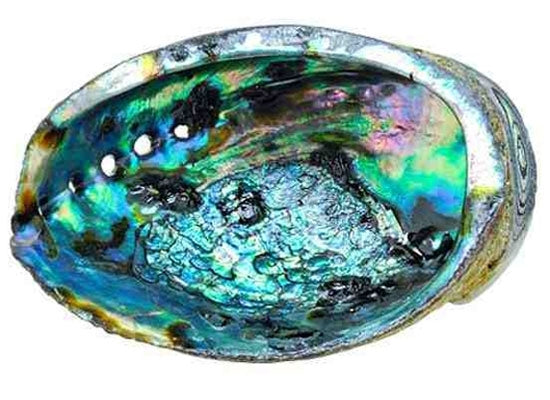 Green Abalone Shell – Approx. 6"–7" | Natural & Unique Limited Quantities!