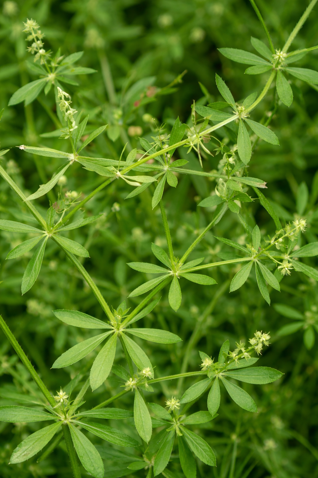 Cleavers Herb Cut & Sifted (Galium aparine) – Premium Dried Botanical