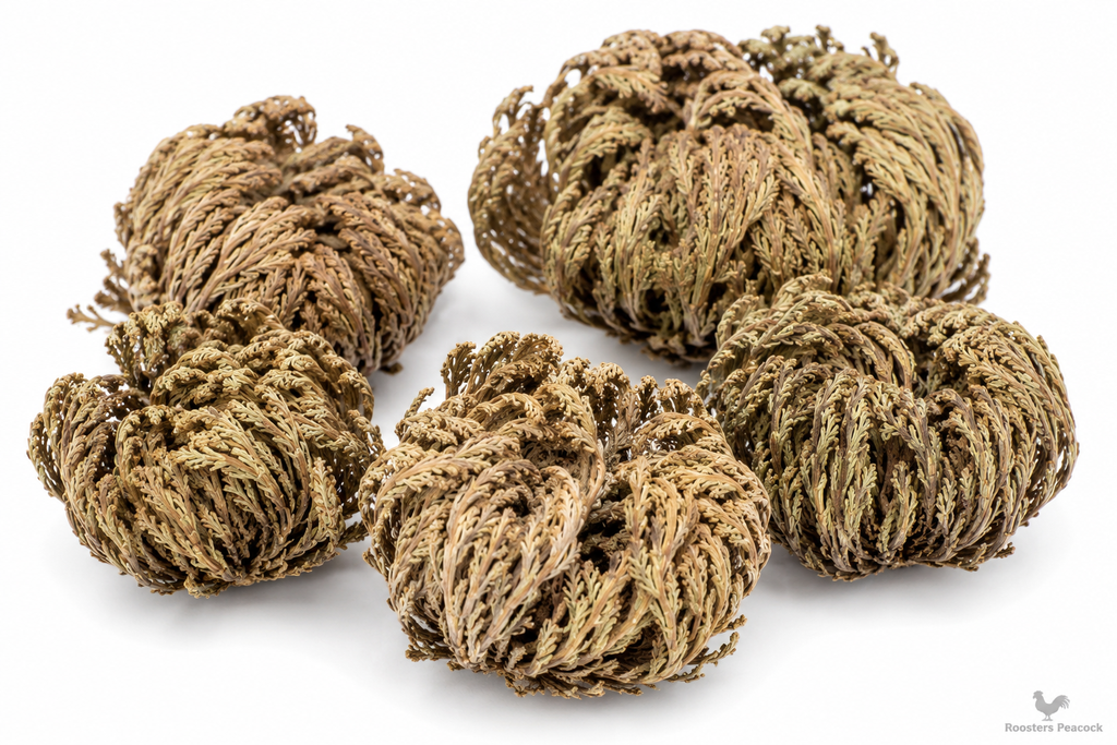 Rose of Jericho | Resurrection Plant | Jericho Flowers | Peace, Power & Abundance