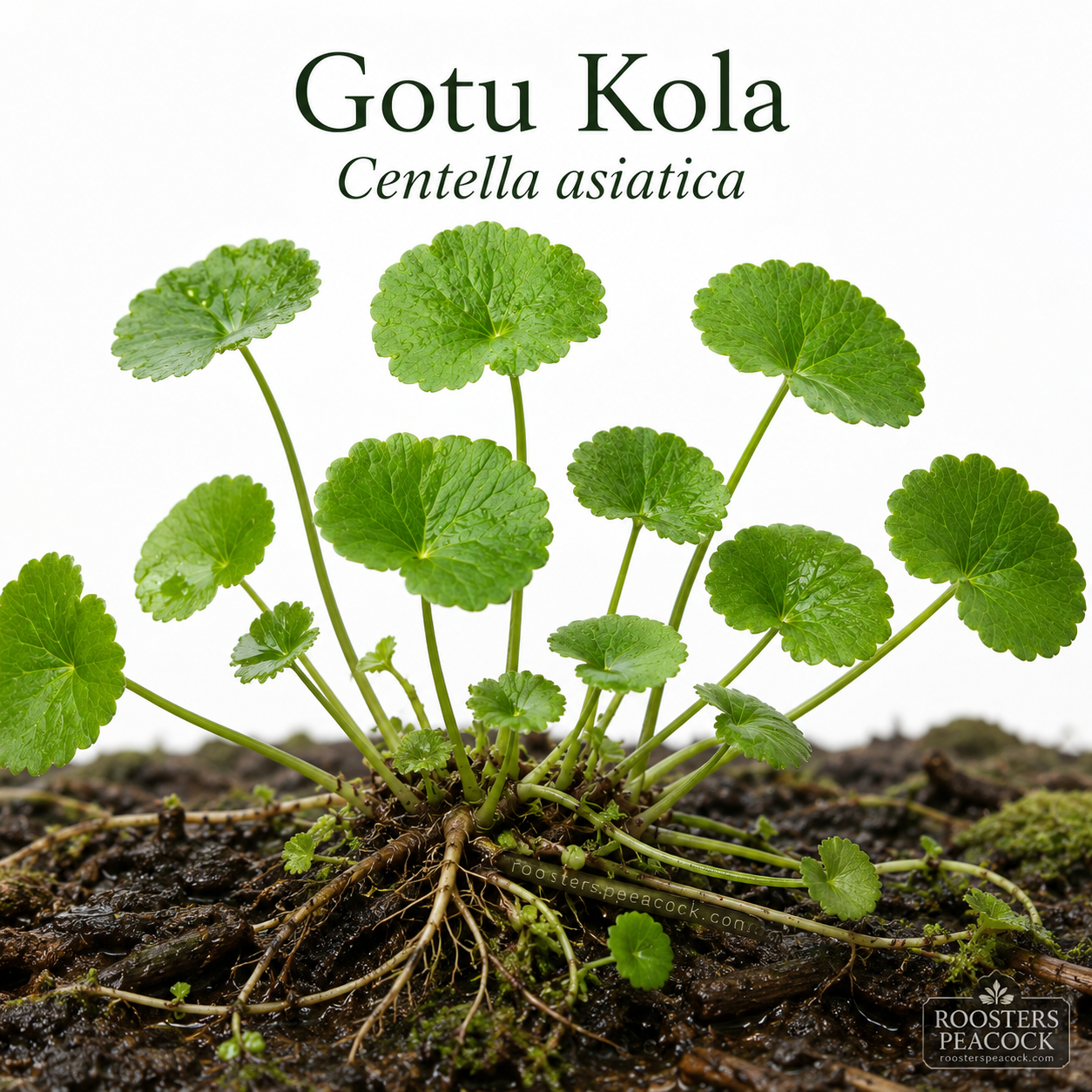 Gotu Kola Powder (Centella asiatica) Organic – Premium Dried Botanical
