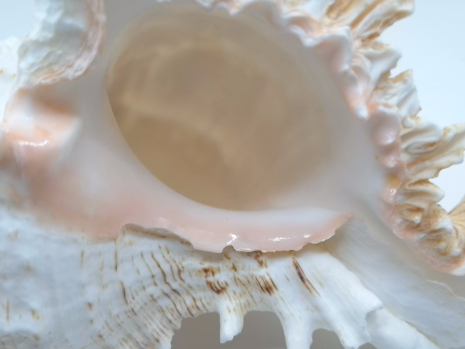 Frilly Ramose Murex Seashell (Chicoreus ramosus) – Elaborate Recurved Spines, Peachish Rosy Interior