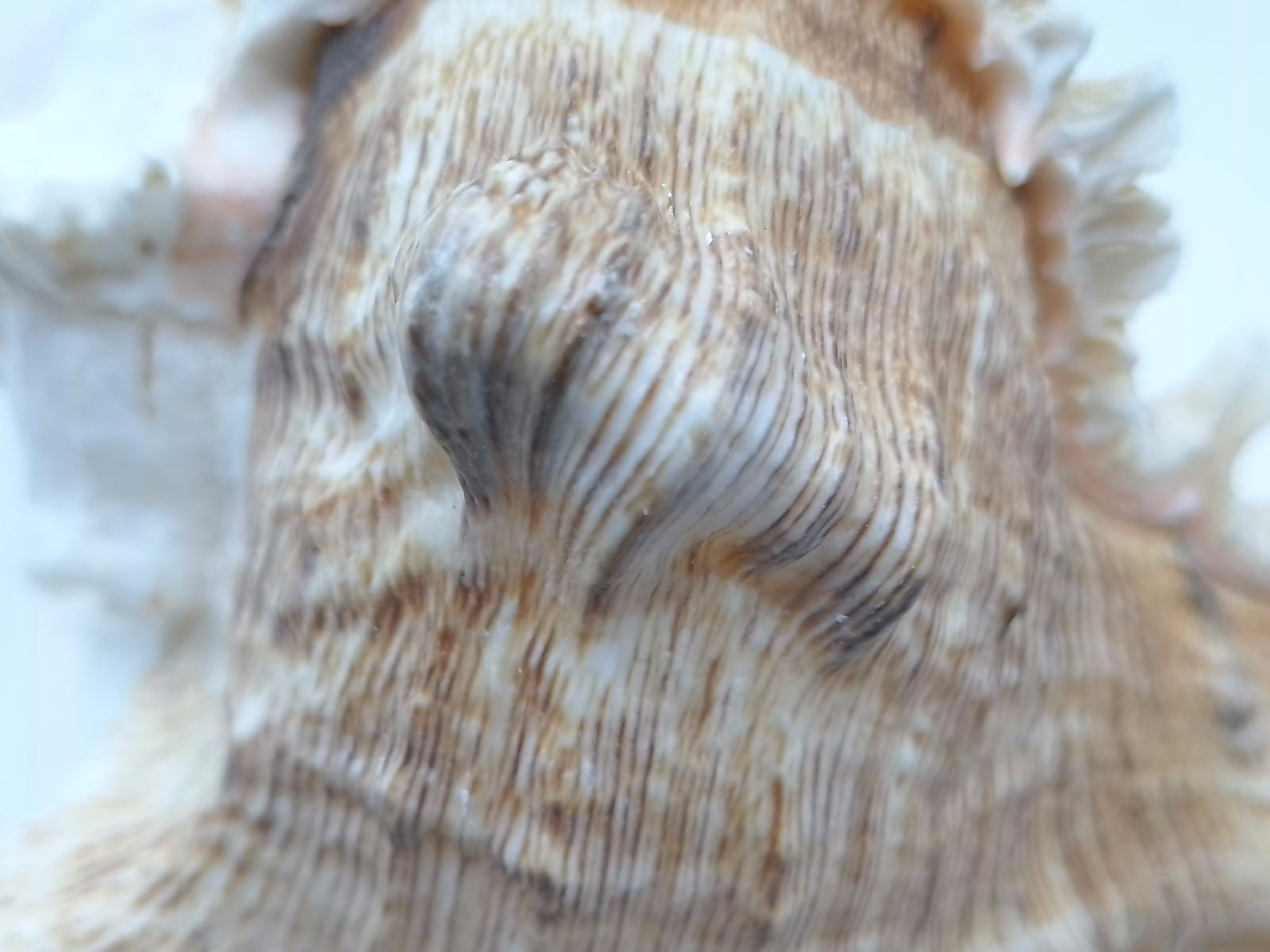 Frilly Ramose Murex Seashell (Chicoreus ramosus) – Elaborate Recurved Spines, Peachish Rosy Interior