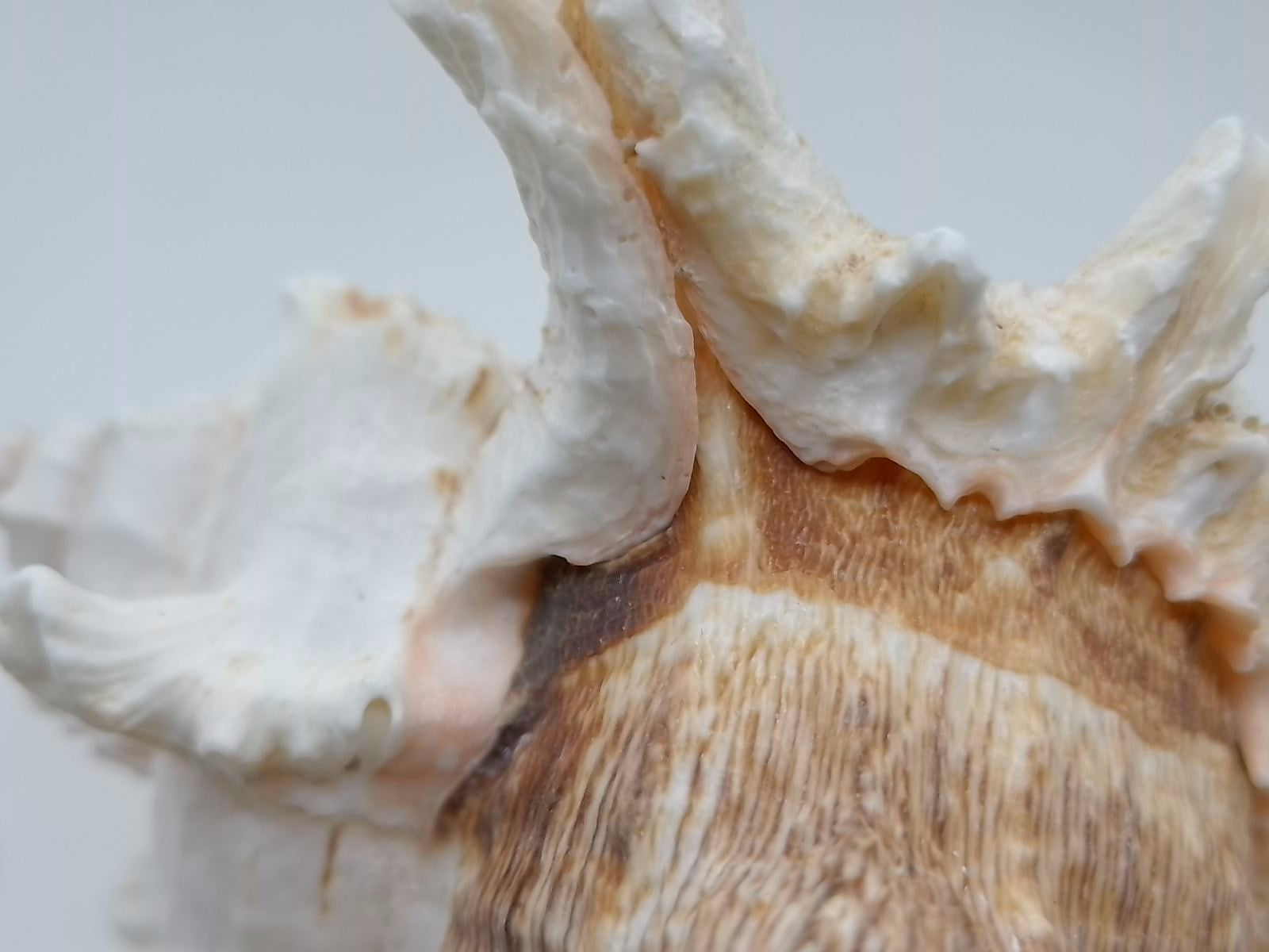 Frilly Ramose Murex Seashell (Chicoreus ramosus) – Elaborate Recurved Spines, Peachish Rosy Interior
