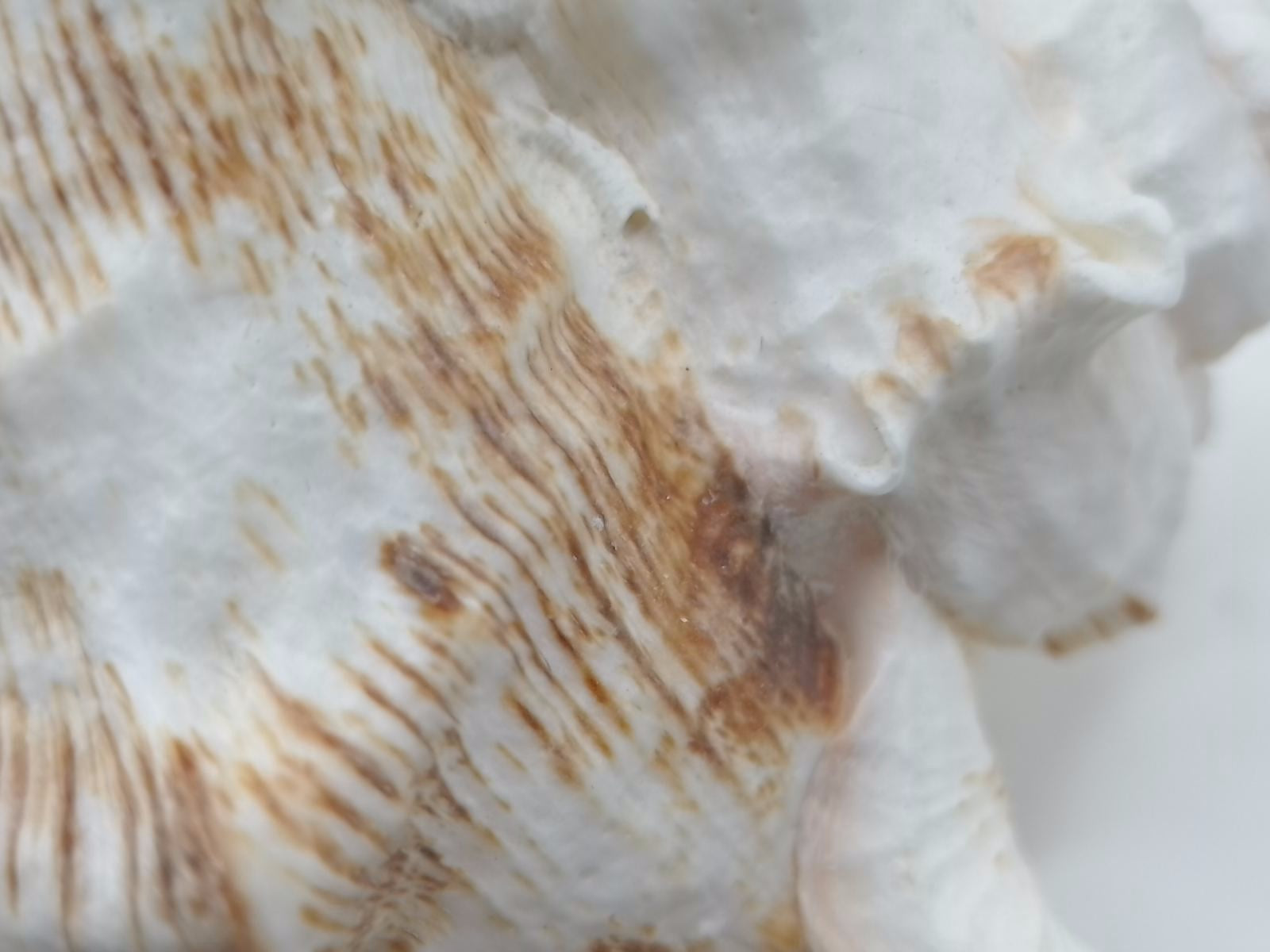 Frilly Ramose Murex Seashell (Chicoreus ramosus) – Elaborate Recurved Spines, Peachish Rosy Interior