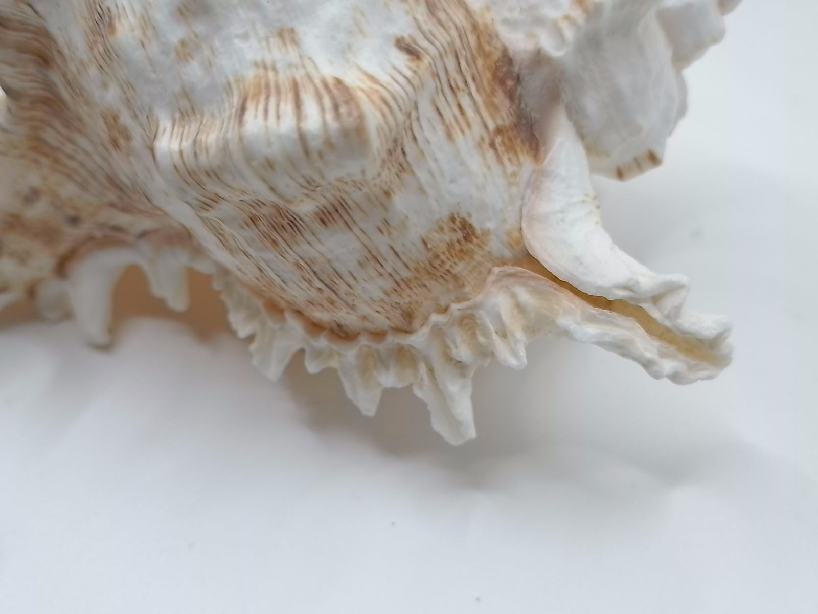 Frilly Ramose Murex Seashell (Chicoreus ramosus) – Elaborate Recurved Spines, Peachish Rosy Interior