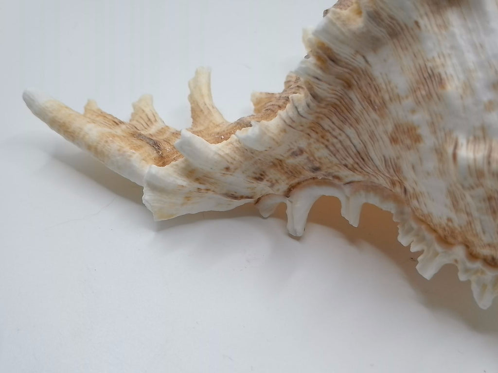 Frilly Ramose Murex Seashell (Chicoreus ramosus) – Elaborate Recurved Spines, Peachish Rosy Interior