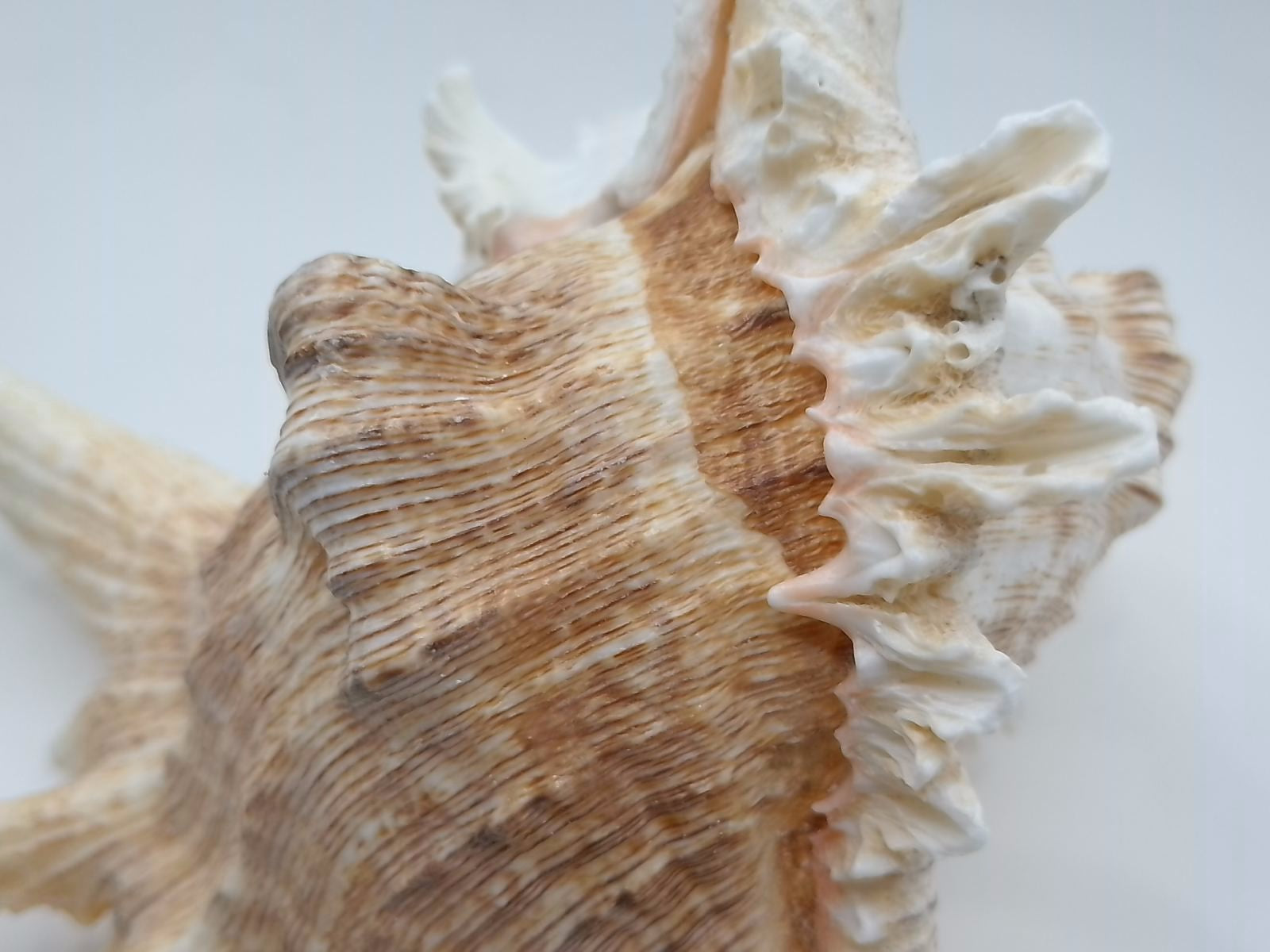Frilly Ramose Murex Seashell (Chicoreus ramosus) – Elaborate Recurved Spines, Peachish Rosy Interior