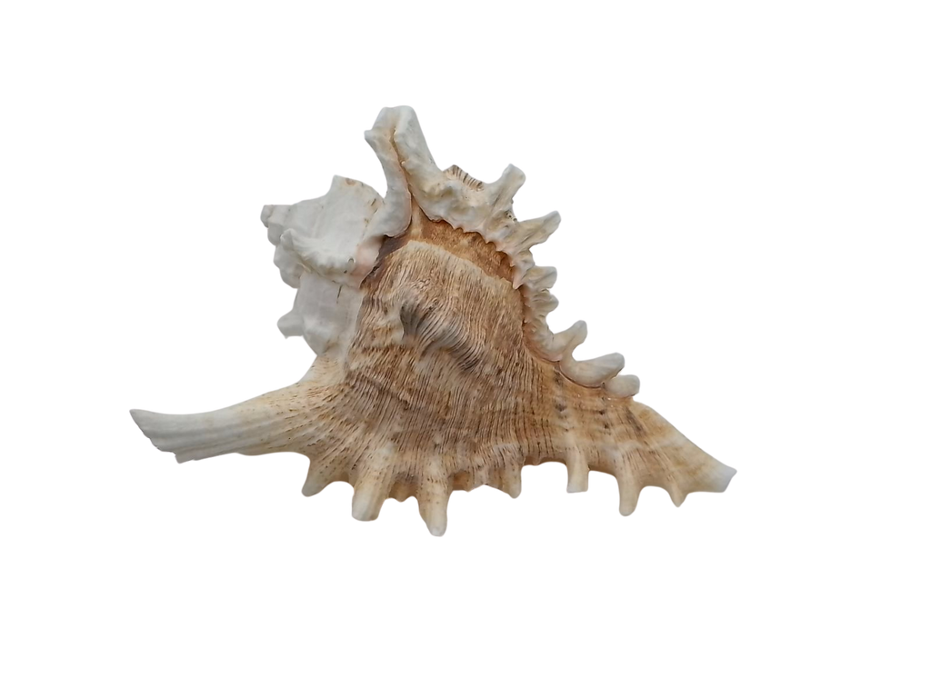Frilly Ramose Murex Seashell (Chicoreus ramosus) – Elaborate Recurved Spines, Peachish Rosy Interior