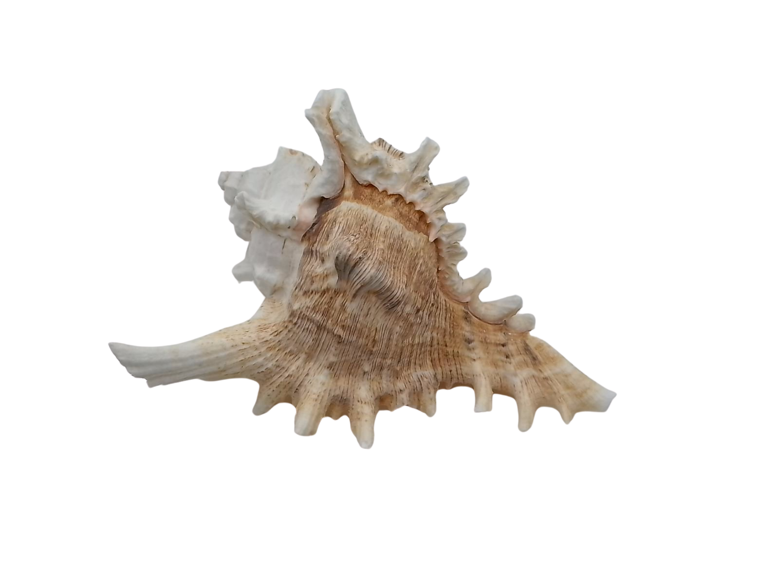 Frilly Ramose Murex Seashell (Chicoreus ramosus) – Elaborate Recurved Spines, Peachish Rosy Interior