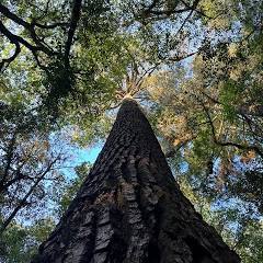 White Blanco Copal Resin - 1/2 oz Oaxaca Mexico
