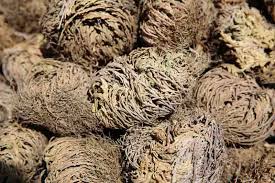 Rose of Jericho | Resurrection Plant | Jericho Flowers | Peace, Power & Abundance