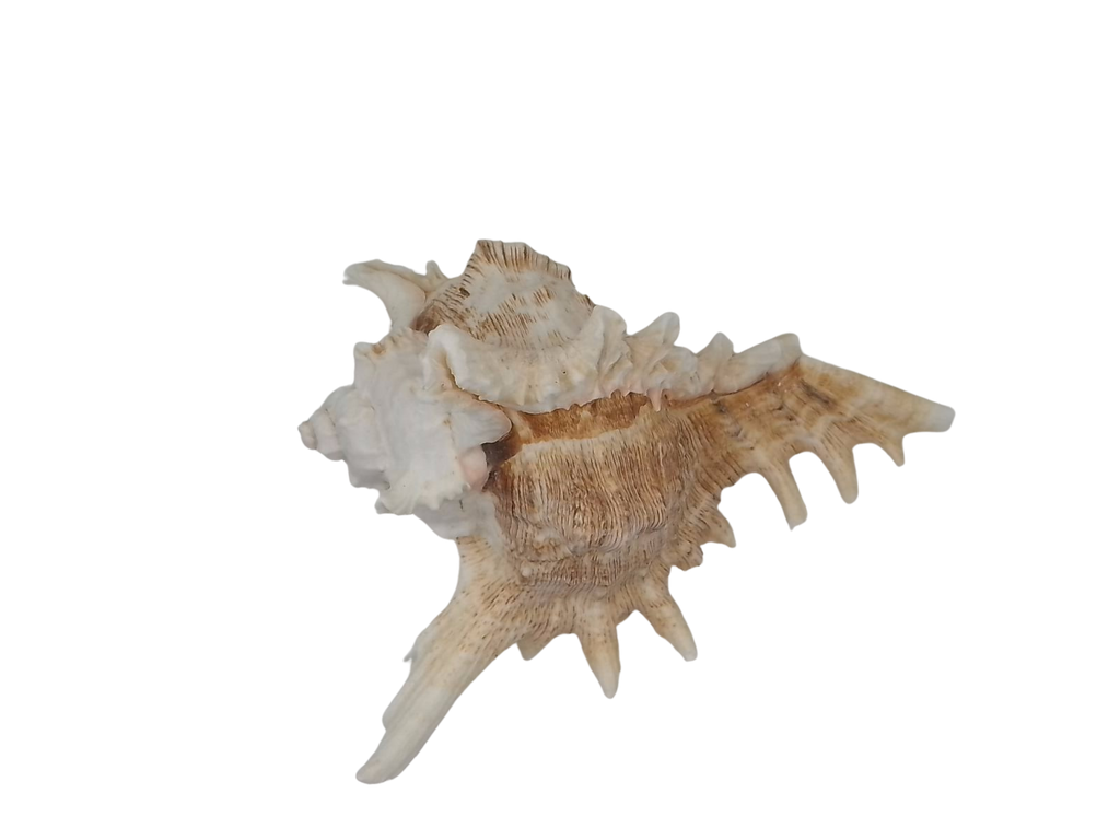 Frilly Ramose Murex Seashell (Chicoreus ramosus) – Elaborate Recurved Spines, Peachish Rosy Interior