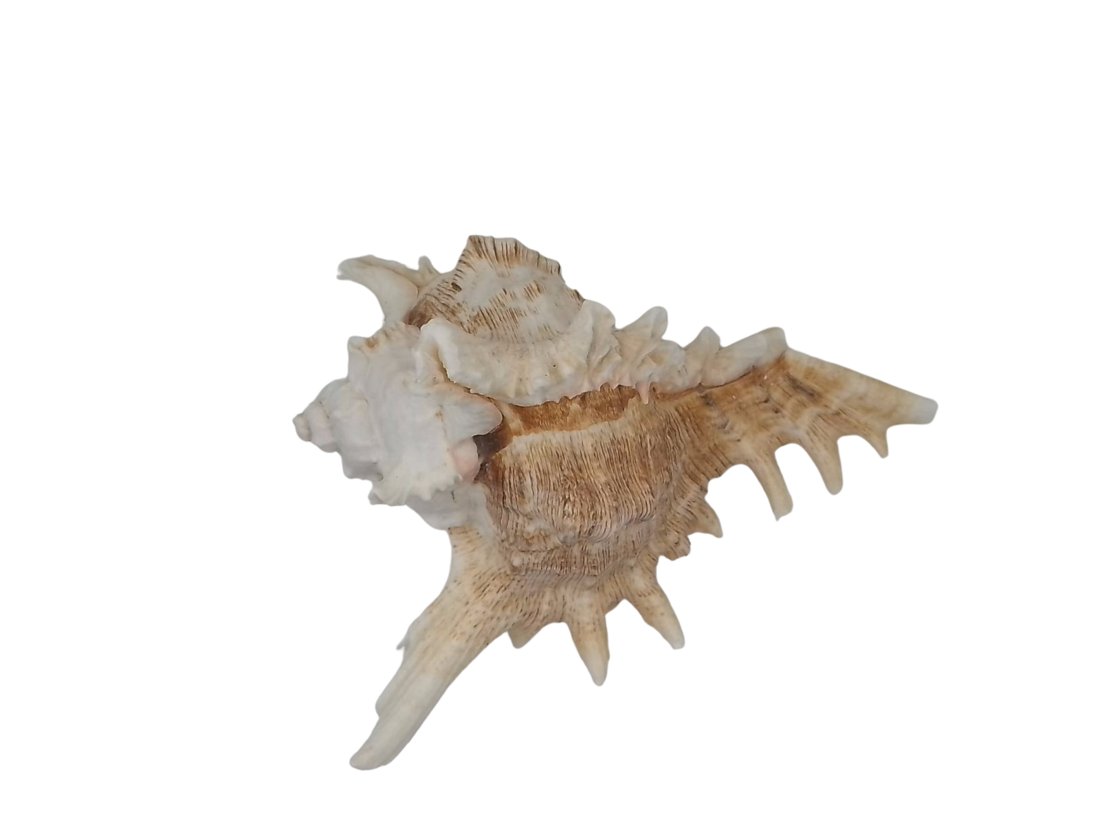 Frilly Ramose Murex Seashell (Chicoreus ramosus) – Elaborate Recurved Spines, Peachish Rosy Interior