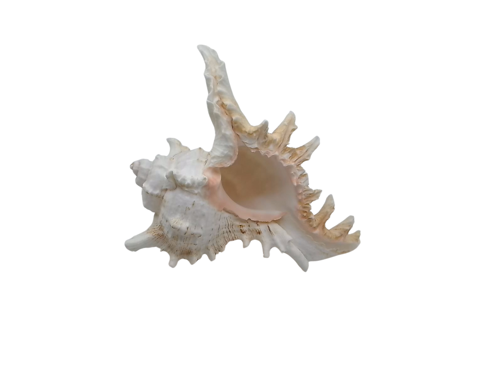 Frilly Ramose Murex Seashell (Chicoreus ramosus) – Elaborate Recurved Spines, Peachish Rosy Interior
