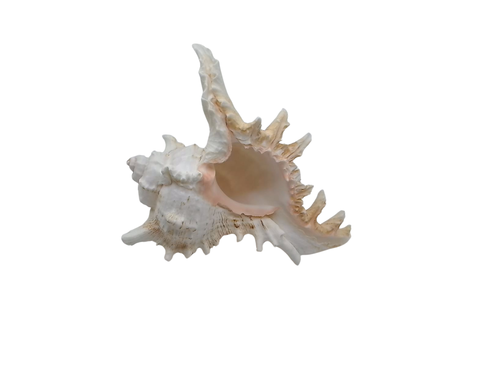 Frilly Ramose Murex Seashell (Chicoreus ramosus) – Elaborate Recurved Spines, Peachish Rosy Interior