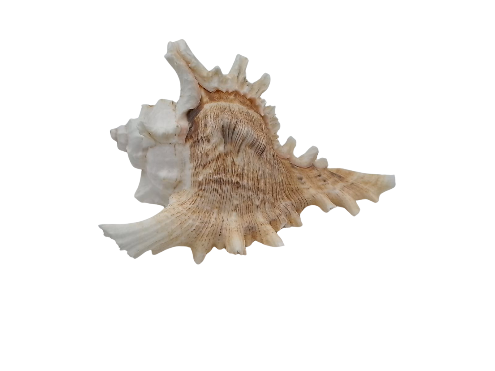 Frilly Ramose Murex Seashell (Chicoreus ramosus) – Elaborate Recurved Spines, Peachish Rosy Interior