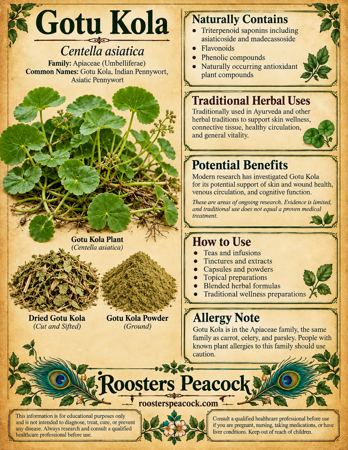 Gotu Kola (Centella asiatica) herb reference poster with live plant, cut and sifted herb, powder, traditional uses, research notes, safety information, Roosters Peacock and roosterspeacock.com