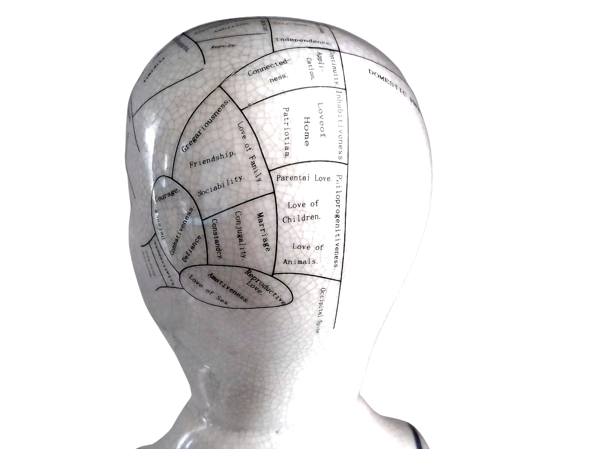 L.N. FOWLER 9" PHRENOLOGY HEAD BUST Science Psychology CRACKLE GLAZE Out Of Rooster Peacocks Personal Collection