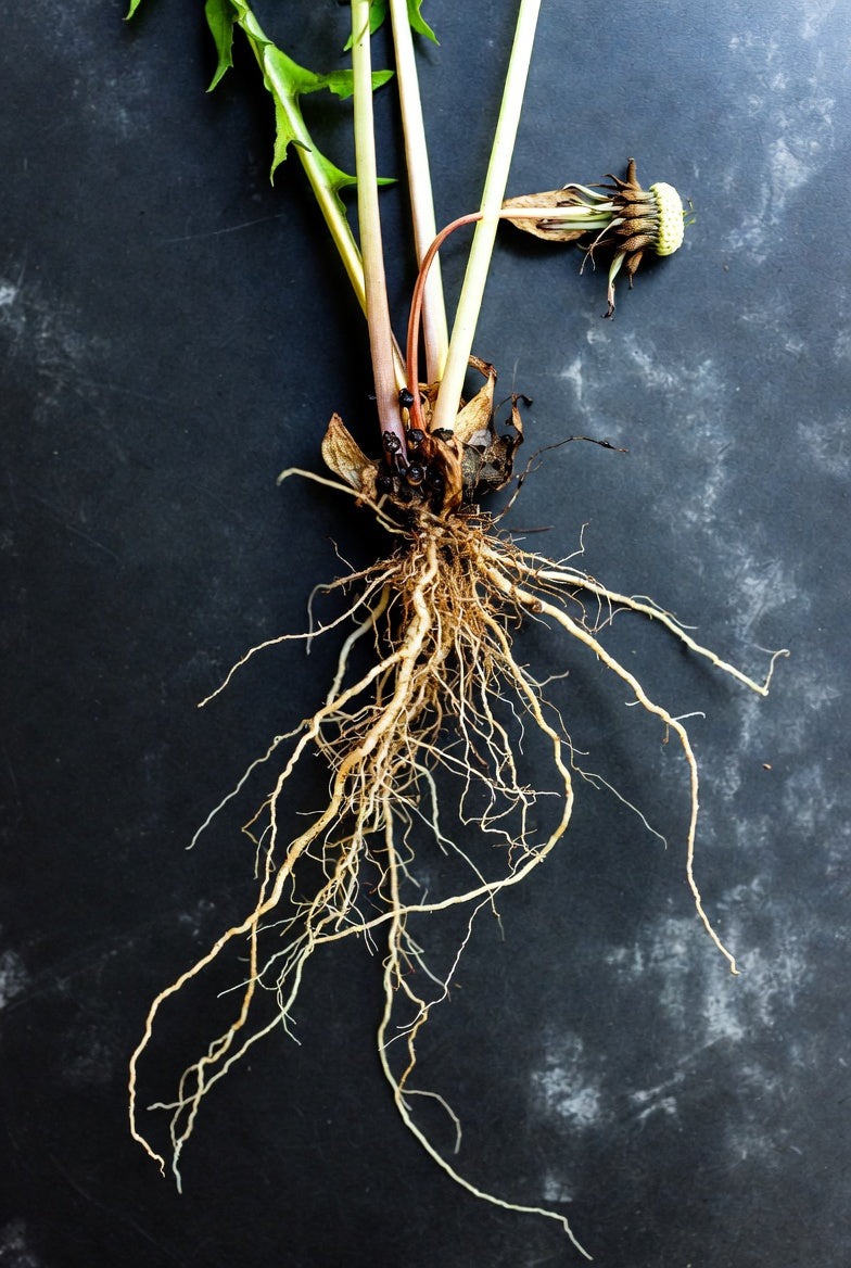 Organic Powdered Dandelion Root (Taraxacum officinale)- Premium Herbal Supplement for Wellness & Detox Choose Size