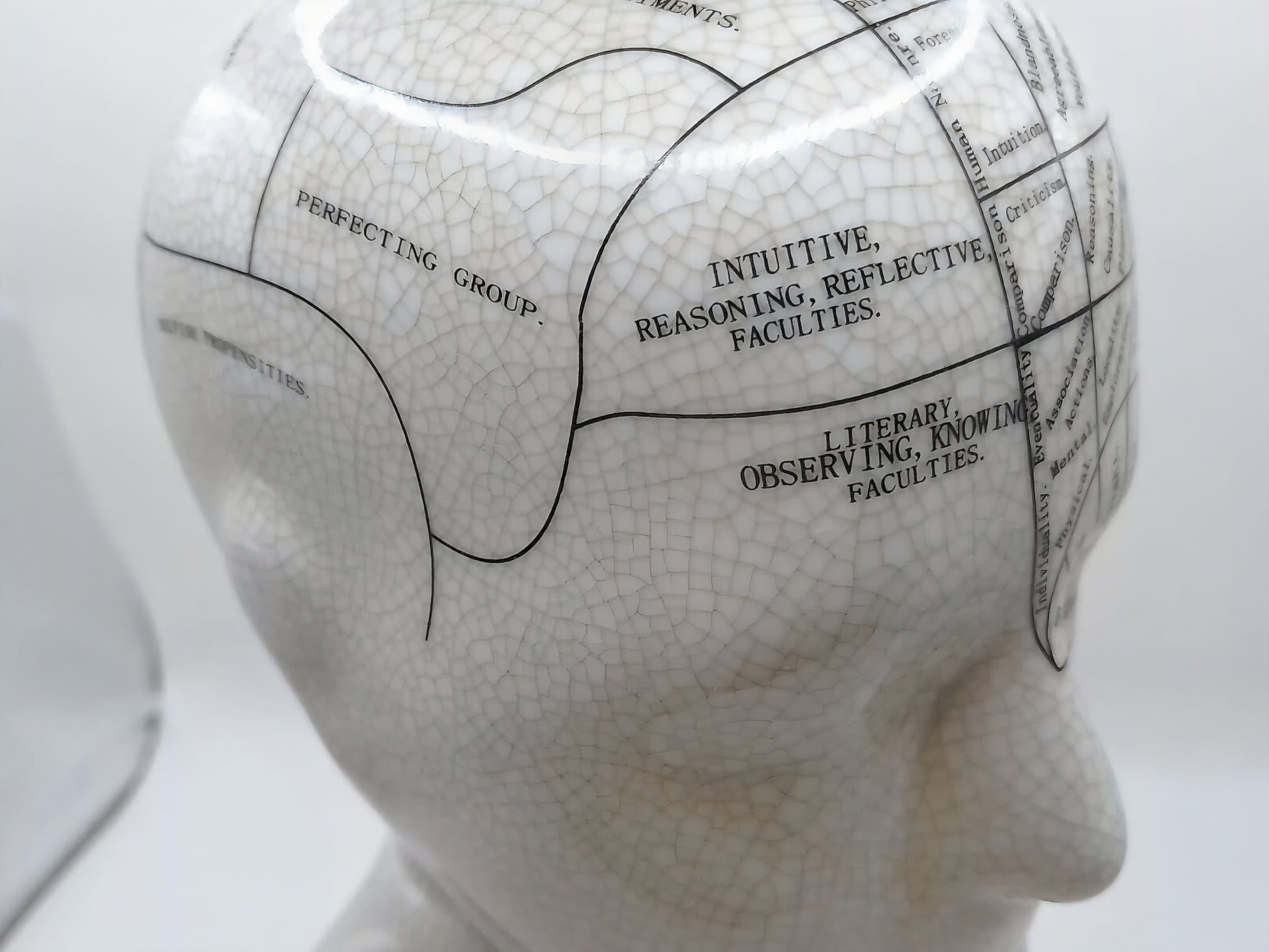 L.N. FOWLER 9" PHRENOLOGY HEAD BUST Science Psychology CRACKLE GLAZE Out Of Rooster Peacocks Personal Collection