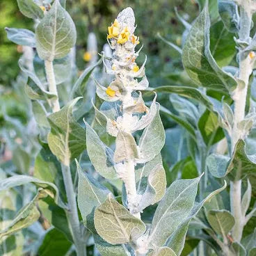 Mullein Leaf (Cut & Sifted U.S.) – (Verbascum thapsus) – Premium Dried Botanical