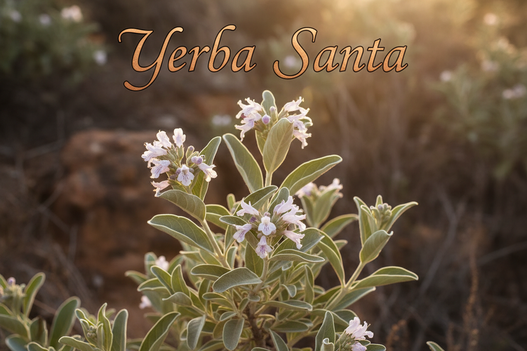 yerba santa plant with words Yerba Santa at tiop of picture